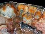 Beautiful Araucaria Petrified Wood Slab - x #6773-2